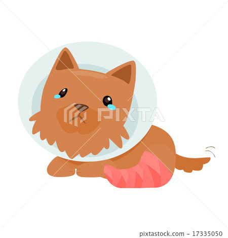 puppy injury splinting leg vector illustration puppy injury splinting leg vector illustration 17335050