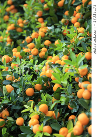 orange grow on tree 17335172