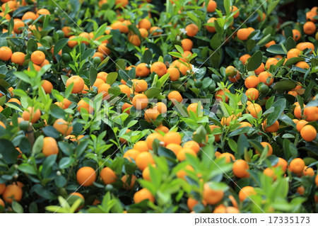 orange grow on tree orange grow on tree 17335173