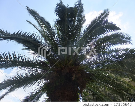 Cycads 17335643
