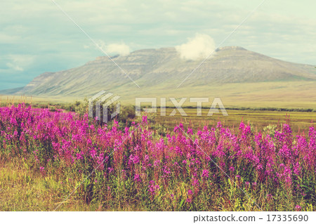 Flowers on Alaska 17335690