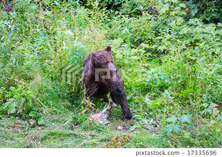 Grizzly Grizzly 17335696