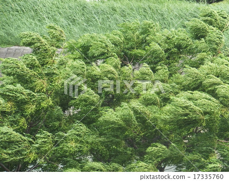 Branches of trees that clings to the strong wind 17335760
