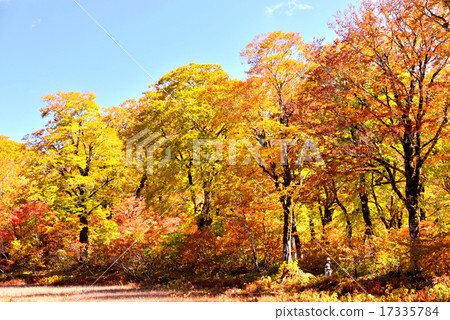 Autumn leaves of Shirakawa Hayama (Genshiku) in Gifu Prefecture 17335784