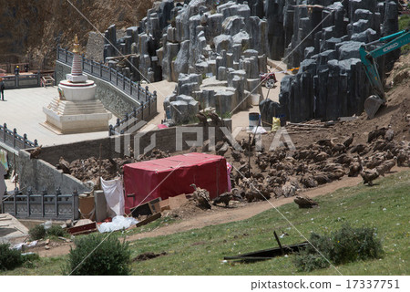 Vulture of a bird funeral 17337751