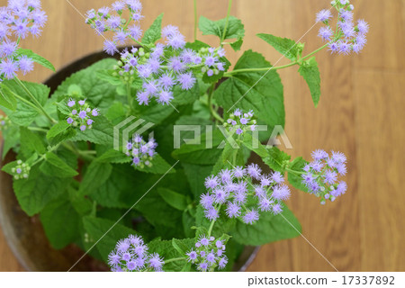 Fuji Bakama (Western species Eubarium) Fuji Bakama (Western species Eubarium) 17337892