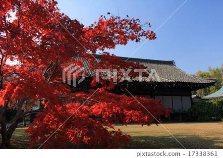Kaidoji autumn leaves Kaidoji autumn leaves 17338361