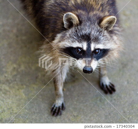 Sad raccoon 17340304