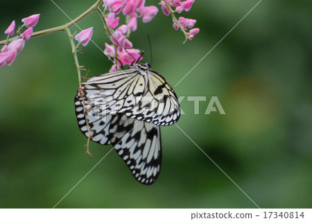 Paper Kite Buttrfly on pink flowers 17340814