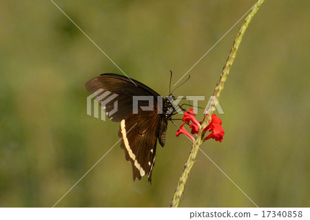 Butterfly on pink snakewood flowers 17340858