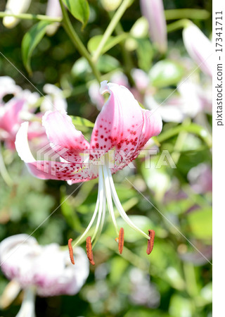 Yuri Kanoko Yuri Kanoko 17341711