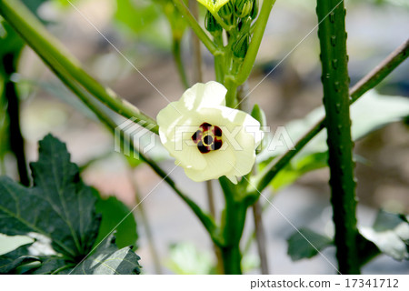 Okra's Flower Okra's Flower 17341712