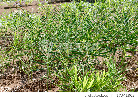 姜葉 姜葉 17341802