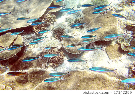 印度洋的珍珠熱帶魚游泳在馬爾代夫的美麗的珊瑚礁 17342299