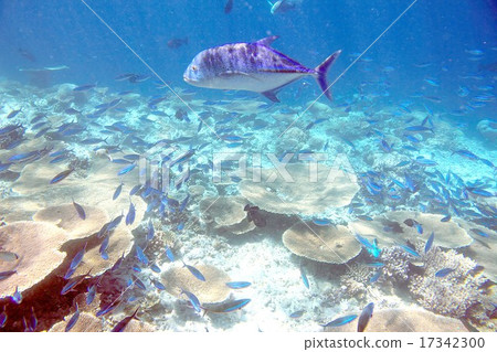 印度洋的珍珠熱帶魚游泳在馬爾代夫的美麗的珊瑚礁 17342300