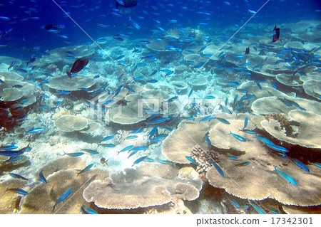 印度洋的珍珠熱帶魚游泳在馬爾代夫的美麗的珊瑚礁 17342301