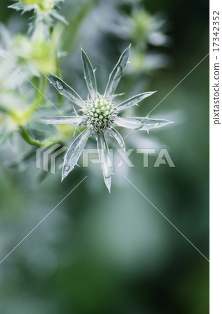 Up of Erindium Planan 17342352