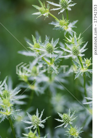 Erringium planum Erringium planum 17342353