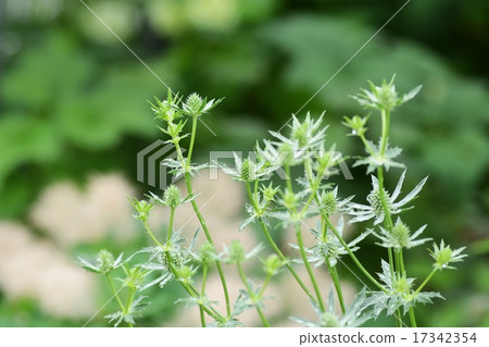 Erringium planum 17342354