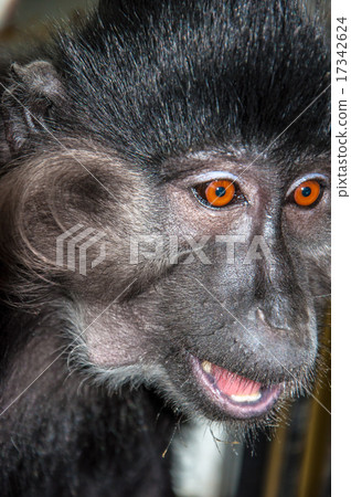 Portrait of a monkey 17342624