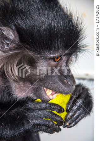 Portrait of a monkey 17342625