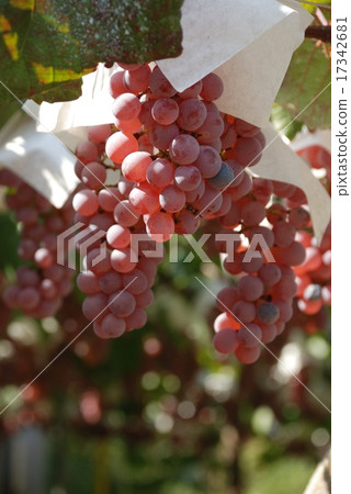 葡萄園 葡萄園 17342681
