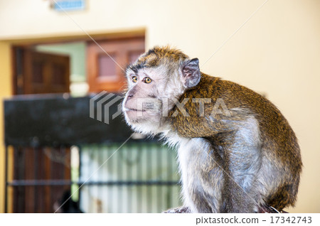 The little monkey The little monkey 17342743