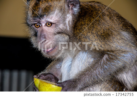 The little monkey 17342755