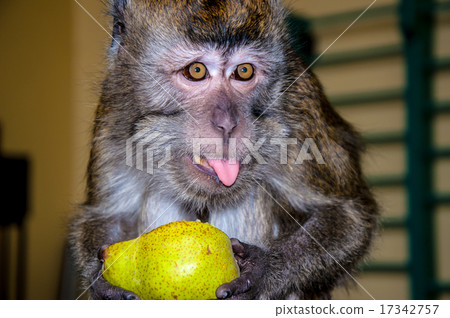 The little monkey The little monkey 17342757