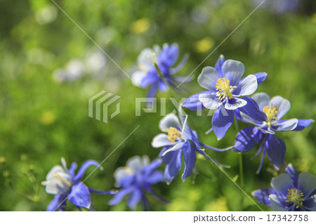 Columbine 17342758