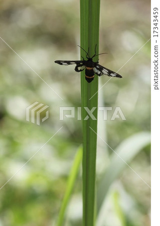 Kanokoga 08 Kanokoga 08 17343459