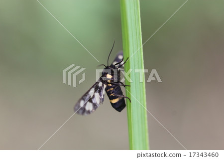 Canogyo 09 Canogyo 09 17343460