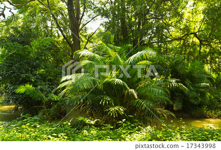 圖庫照片: tropical rainforest jungle