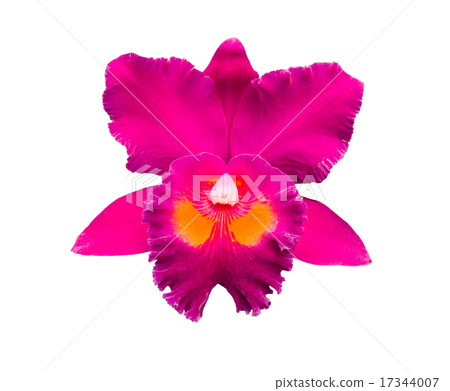 Violet orchid isolated on white Violet orchid isolated on white 17344007