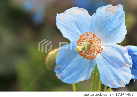 Himalayan's poppy ① Himalayan's poppy ① 17344408