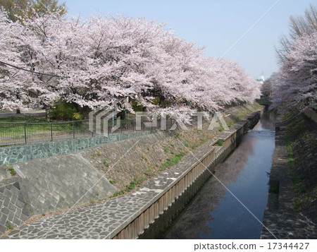 春天Zenfukuji河綠地與櫻花（靠近尾崎橋） 17344427