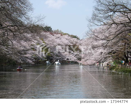 Spring Inokashira Park of Sakura Blessing Park (Inokashira Pond) 17344774