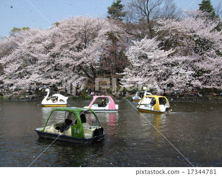 櫻花雪舞的春天井之頭公園(井之頭池塘) 櫻花雪舞的春天井之頭公園(井之頭池塘) 17344781