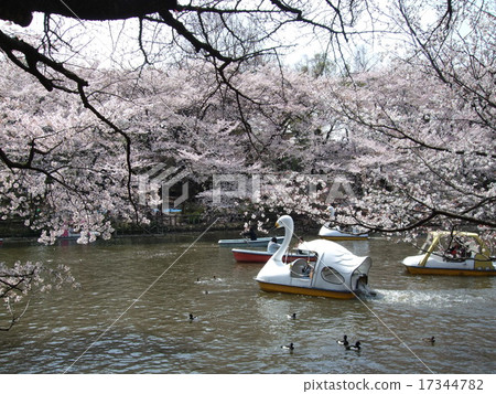 櫻花祝福公園的春天井之頭公園(井之頭池塘) 櫻花祝福公園的春天井之頭公園(井之頭池塘) 17344782