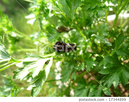 黃鰭金槍魚的幼蟲 17344899
