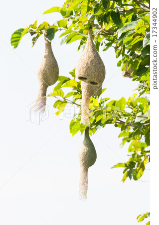 Baya weaver bird nest Baya weaver bird nest 17344902
