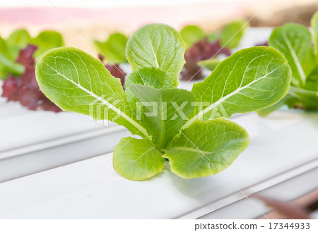 Organic hydroponic vegetable  in greenhouse 17344933