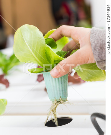 Organic hydroponic vegetable on hand 17344934