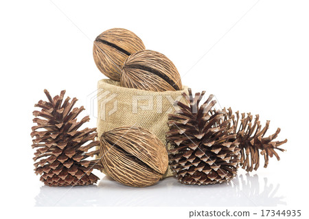 Othalanga - Suicide tree seed and cedar pine cone Othalanga - Suicide tree seed and cedar pine cone 17344935