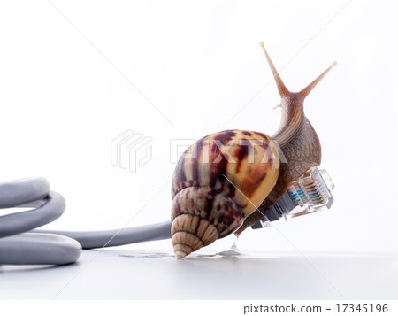 Snail with rj45 connector symbolic photo 17345196