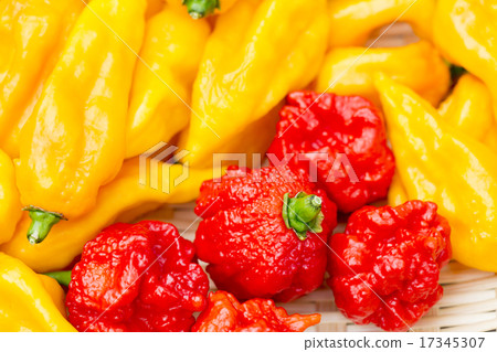 Boot Joloquia and Carolini Leaper Boot Joloquia and Carolini Leaper 17345307