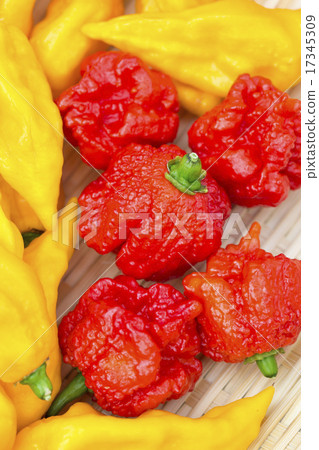 Boot Joloquia and Carolini Leaper 17345309