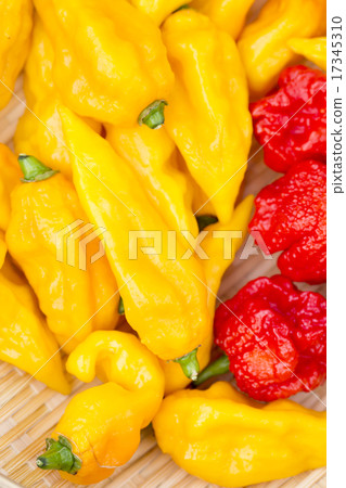 Boot Joloquia and Carolini Leaper Boot Joloquia and Carolini Leaper 17345310