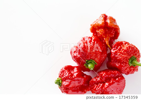 吉尼斯認證辣椒卡羅來納州收割機 17345359