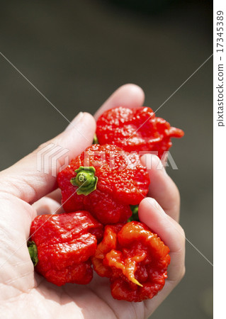 Super hot spicy chili in the hand Carolina reaper 17345389